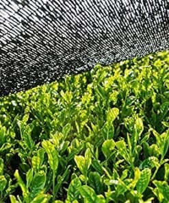 Pudră organică Matcha 100 g | Fără aditivi - 100% natural | Ceai Matcha japonez premium | Pudră de ceai verde bioKontor