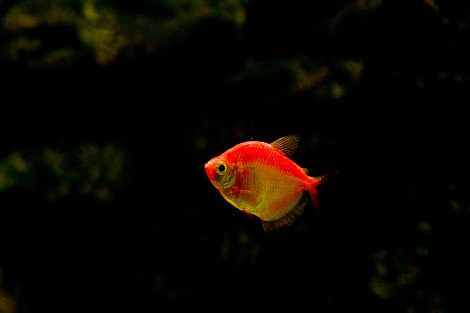 Cele mai folositoare suplimente pentru pești de acvariu